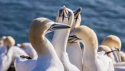 开云·Kaiyun网页版-扎马莱克在埃及国家德比中逆袭取胜，扎马莱克足球俱乐部